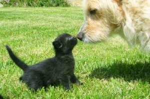 Dog and Kitten