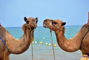 Camels on Beach