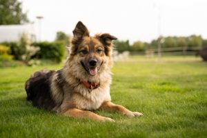 Happy Dog