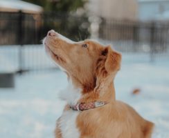 Dog In The Snow