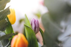 Tulips