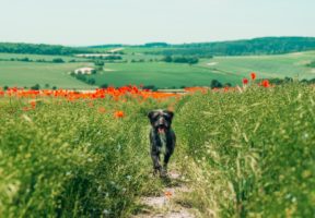 Happy Running Dog