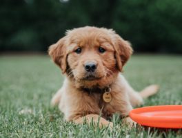 Puppy With Frisbee