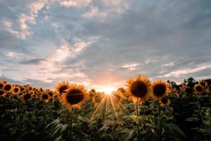 Sunflowers Setting Sun