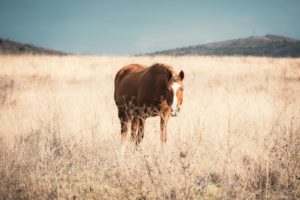 Horse In Field